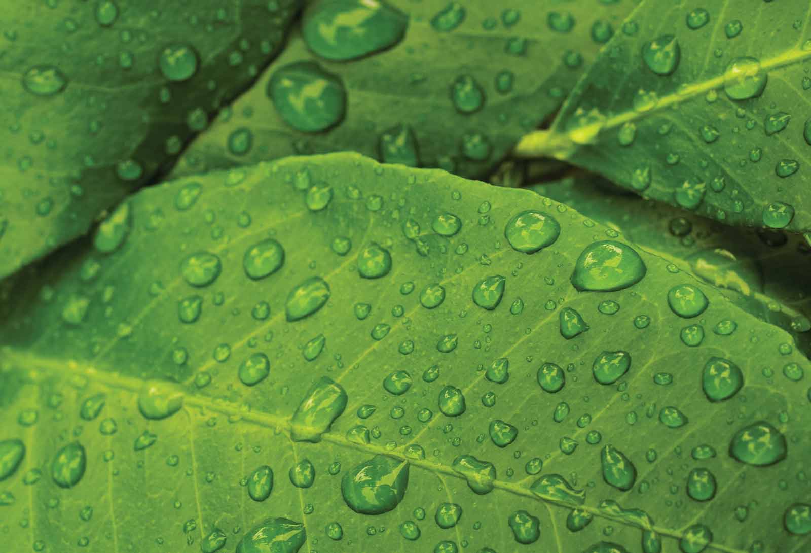 Suma Pur Eco